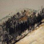 mold damage Servicemaster by wright
