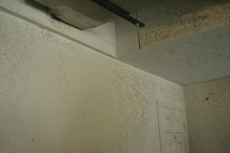 Read more about the article Help! I Have Mold in My Condo or Apartment. What Should I Do?