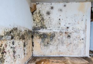 Read more about the article Water Damage and Mold Remediation in a Naples Condo