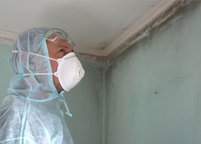Read more about the article Protecting Your Home and Health: The Vital Role of Mold Remediation