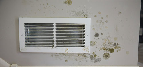 Read more about the article Statistics Show Mold is the Biggest Threat to Air Quality