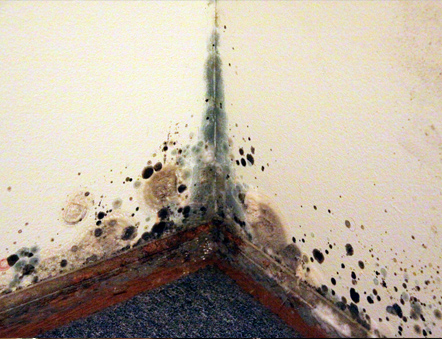 You are currently viewing 5 Unexpected Places Where Mold Can Hide In Your Home
