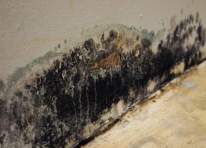 Read more about the article Can You Get Sickness from Mold?