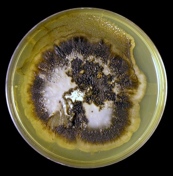 Aureobasidium on Petri Dish