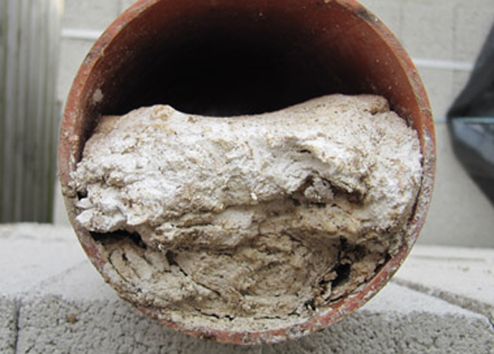 Common Causes of Sewer Backups in Florida